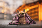 female French Bulldog