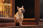 female French Bulldog