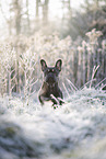 French Bulldog