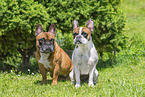 French Bulldogs
