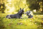French Bulldog