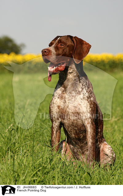 Braque francais type Gascogne / French Pointing Dog / JH-06683