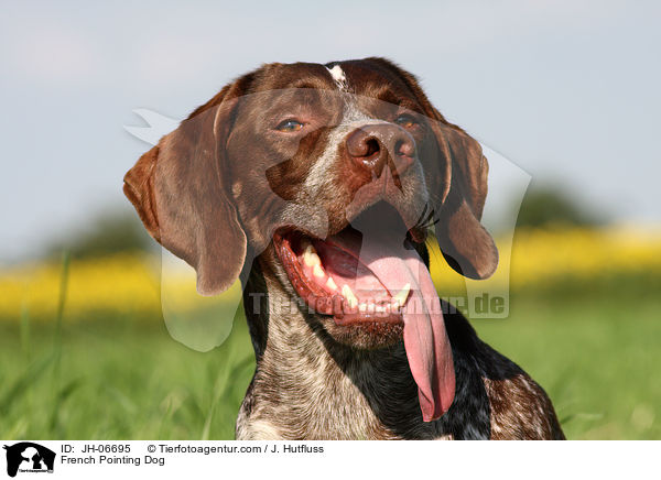 Braque francais type Gascogne / French Pointing Dog / JH-06695