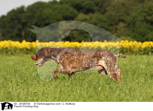 French Pointing Dog / JH-06700