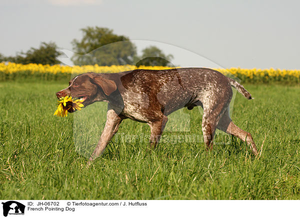 French Pointing Dog / JH-06702