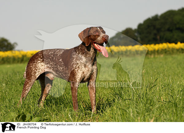 French Pointing Dog / JH-06704