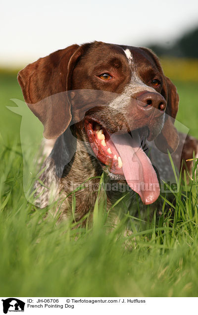 Braque francais type Gascogne / French Pointing Dog / JH-06706