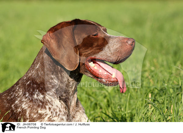 Braque francais type Gascogne / French Pointing Dog / JH-06708