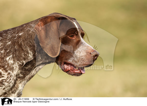 Braque francais type Gascogne / JH-11999
