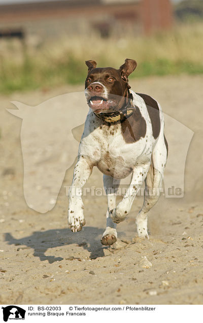 running Braque Francais / BS-02003