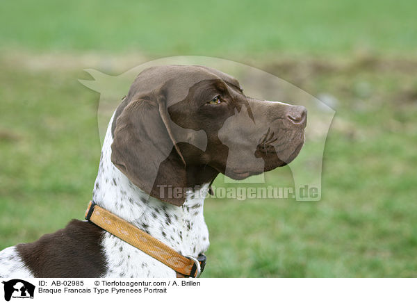 Braque Francais Type Pyrenees Portrait / Braque Francais Type Pyrenees Portrait / AB-02985