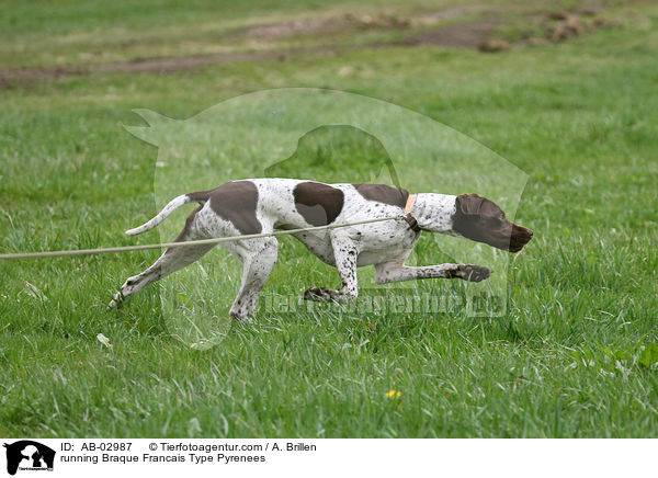 rennende Braque Francais Type Pyrenees / running Braque Francais Type Pyrenees / AB-02987