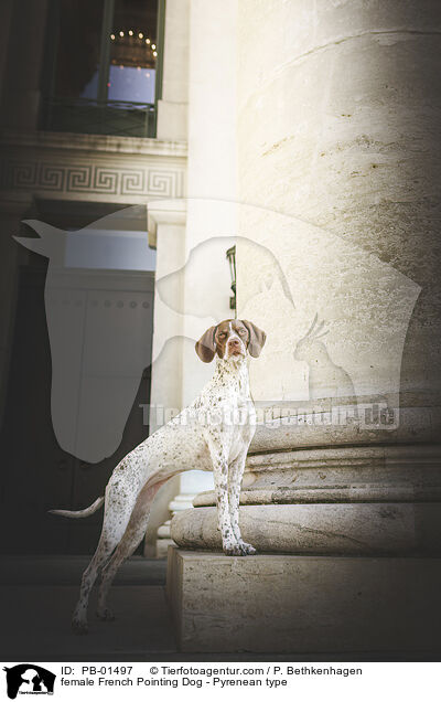 Braque francais type Pyrenees Hndin / female French Pointing Dog - Pyrenean type / PB-01497
