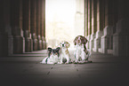 3 dogs