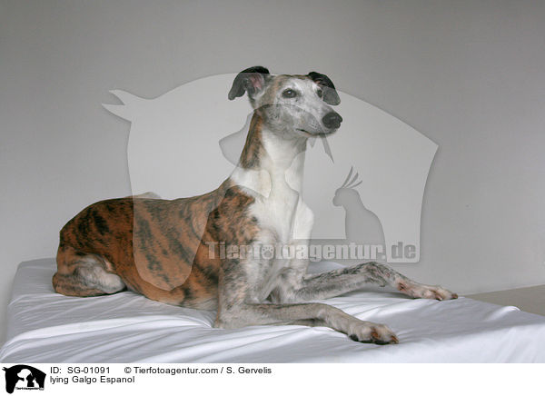 liegender Galgo Espanol / lying Galgo Espanol / SG-01091