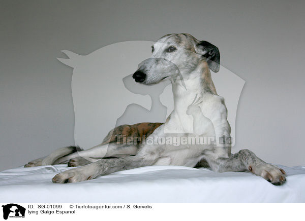 liegender Galgo Espanol / lying Galgo Espanol / SG-01099