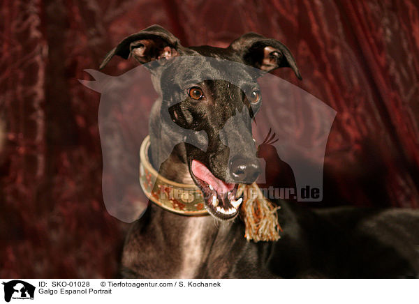 Galgo Espanol Portrait / Galgo Espanol Portrait / SKO-01028