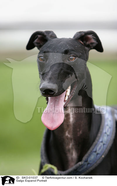 Galgo Espanol Portrait / Galgo Espanol Portrait / SKO-01037