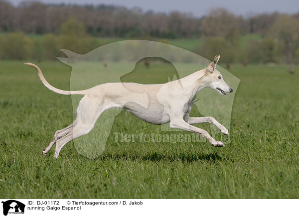 running Galgo Espanol / DJ-01172