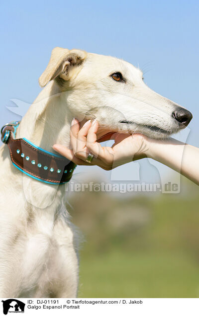 Galgo Espanol Portrait / Galgo Espanol Portrait / DJ-01191