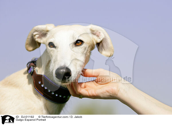 Galgo Espanol Portrait / Galgo Espanol Portrait / DJ-01192