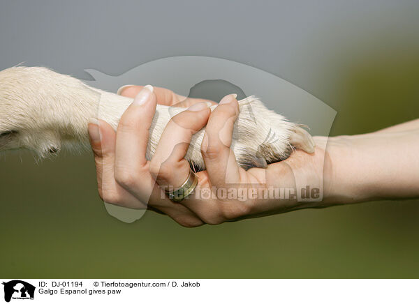 Galgo Espanol gibt Pftchen / Galgo Espanol gives paw / DJ-01194