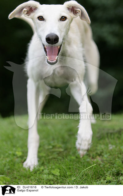 Galgo Espanol / Galgo Espanol / DJ-01616