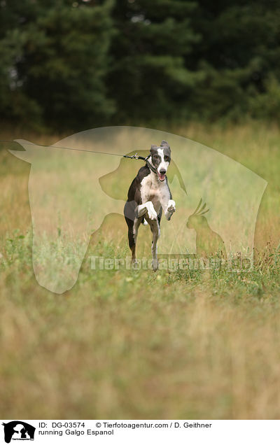 rennender Galgo Espanol / running Galgo Espanol / DG-03574