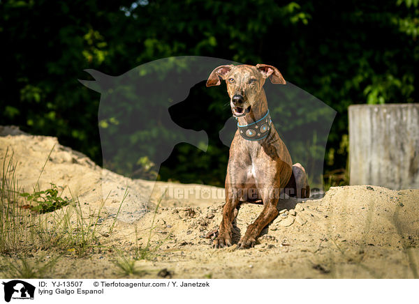 liegender Galgo Espanol / lying Galgo Espanol / YJ-13507