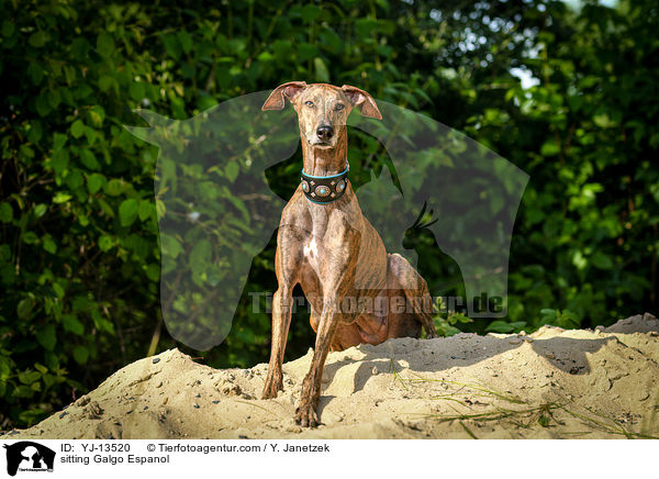 sitzender Galgo Espanol / sitting Galgo Espanol / YJ-13520