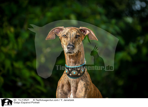 Galgo Espanol Portrait / Galgo Espanol Portrait / YJ-13521