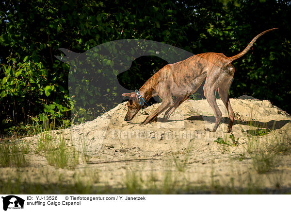 schnuppernder Galgo Espanol / snuffling Galgo Espanol / YJ-13526