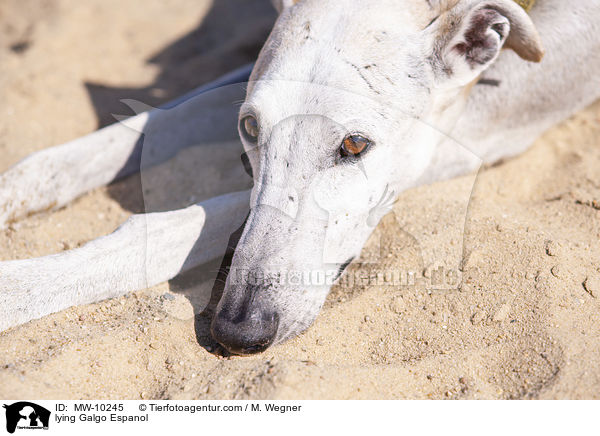 liegender Galgo Espanol / lying Galgo Espanol / MW-10245