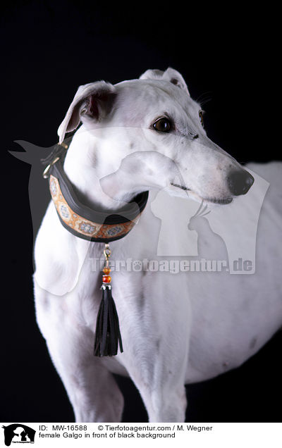 Galgo Hndin vor schwarzem Hintergrund / female Galgo in front of black background / MW-16588