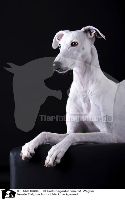 Galgo Hndin vor schwarzem Hintergrund / female Galgo in front of black background / MW-16604