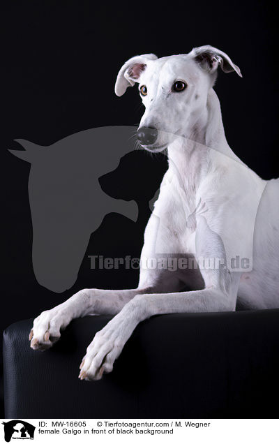 Galgo Hndin vor schwarzem Hintergrund / female Galgo in front of black background / MW-16605