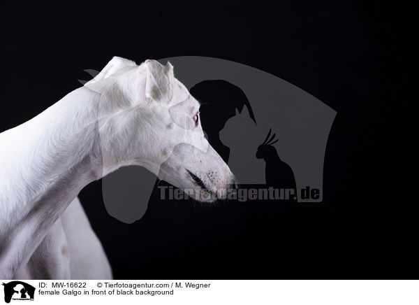 Galgo Hndin vor schwarzem Hintergrund / female Galgo in front of black background / MW-16622