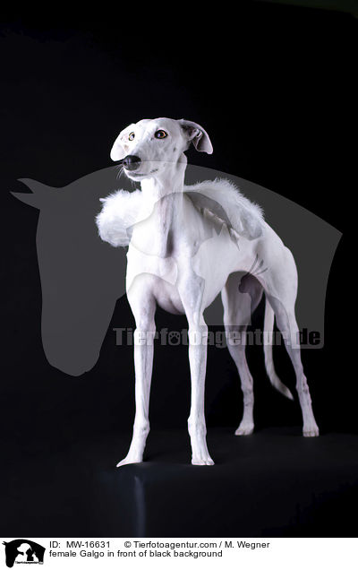 Galgo Hndin vor schwarzem Hintergrund / female Galgo in front of black background / MW-16631