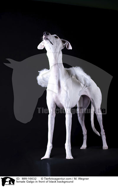 Galgo Hndin vor schwarzem Hintergrund / female Galgo in front of black background / MW-16632