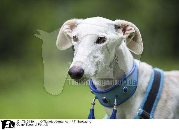 Galgo Espanol Portrait / TS-01191
