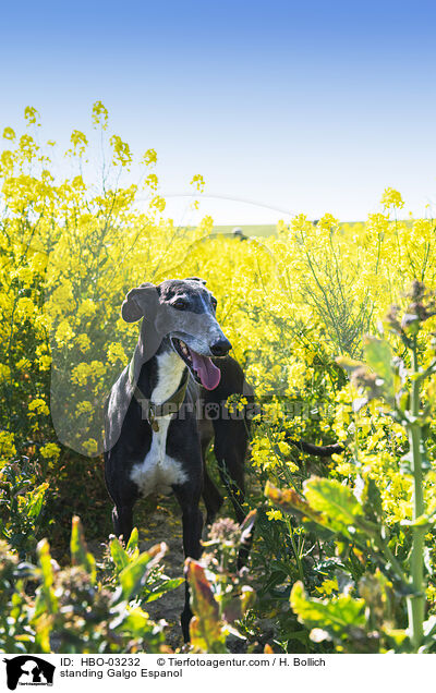 stehender Galgo Espanol / standing Galgo Espanol / HBO-03232
