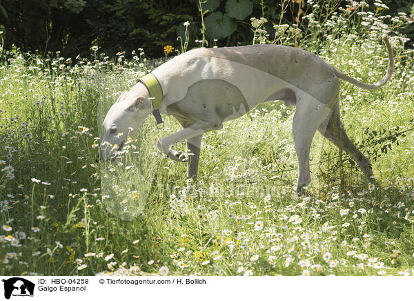 Galgo Espanol / Galgo Espanol / HBO-04258