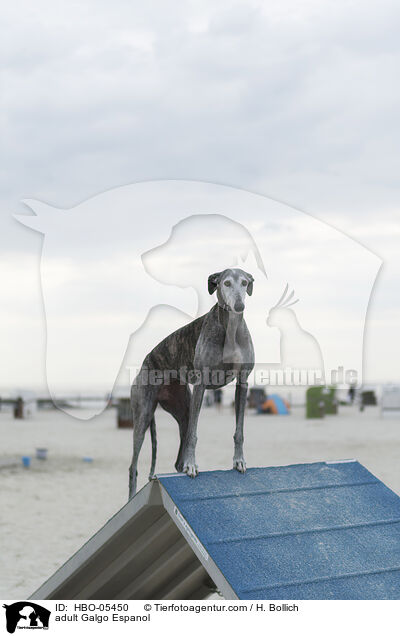 erwachsener Galgo Espanol / adult Galgo Espanol / HBO-05450