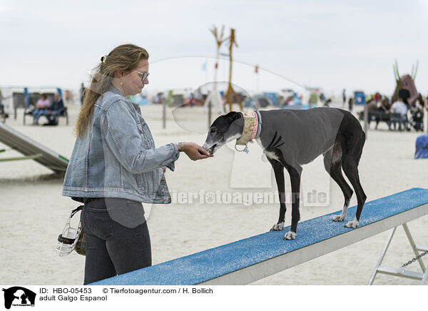 erwachsener Galgo Espanol / adult Galgo Espanol / HBO-05453