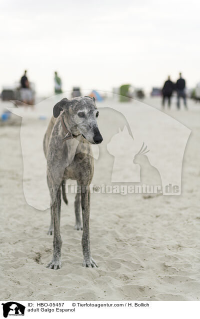 erwachsener Galgo Espanol / adult Galgo Espanol / HBO-05457