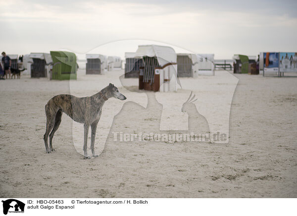 erwachsener Galgo Espanol / adult Galgo Espanol / HBO-05463