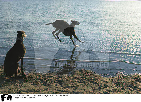 Galgos am Meer / Galgos at the ocean / HBO-05740