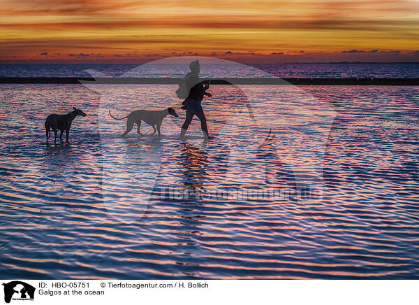 Galgos am Meer / Galgos at the ocean / HBO-05751