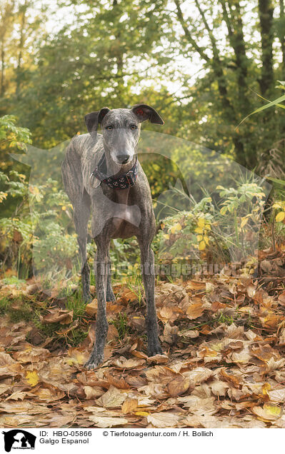 Galgo Espanol / Galgo Espanol / HBO-05866
