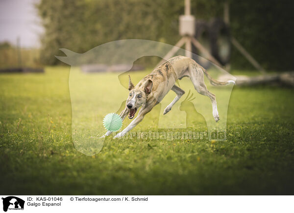 Galgo Espanol / Galgo Espanol / KAS-01046